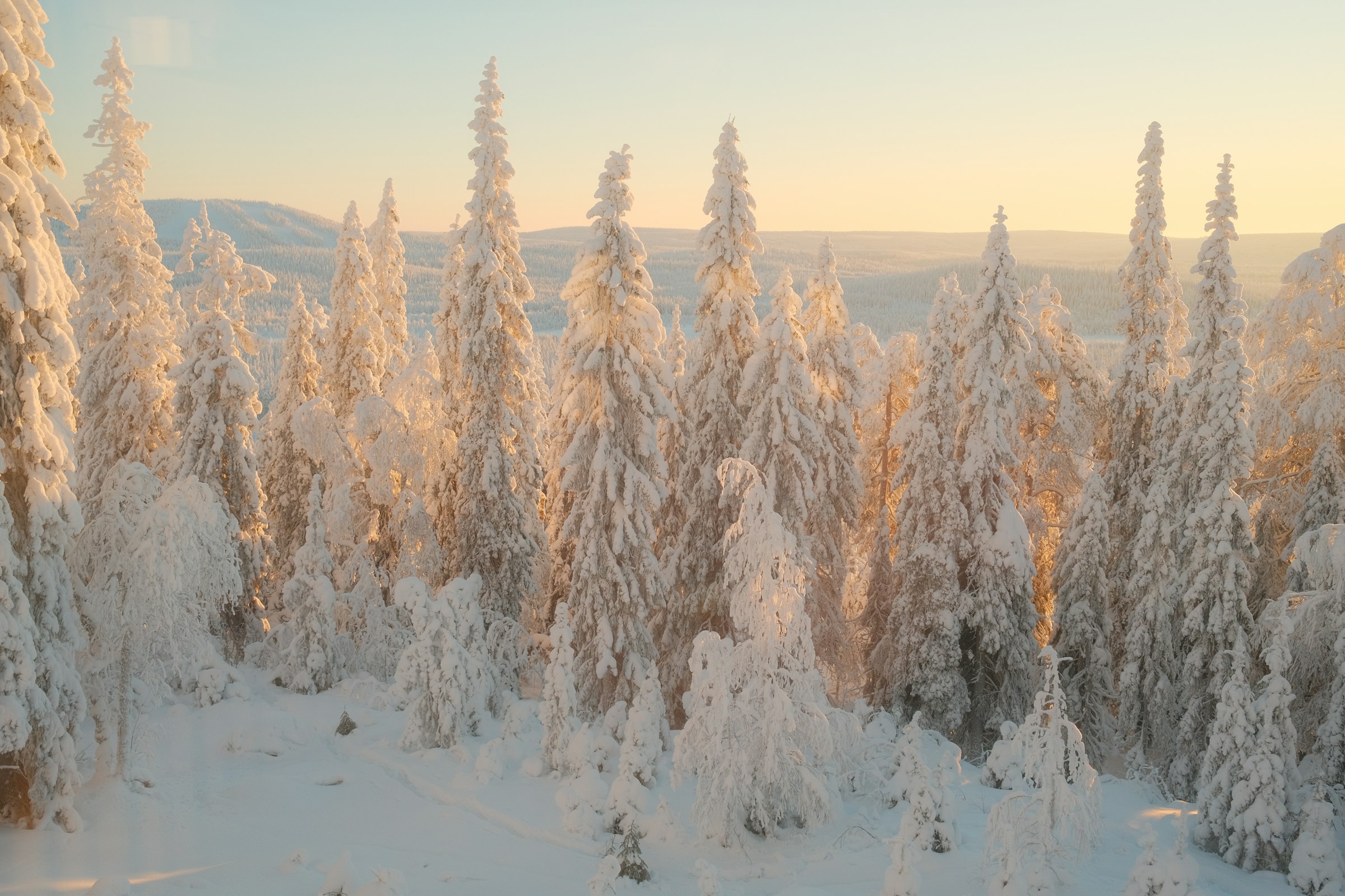 Snow-covered trees in soft winter light