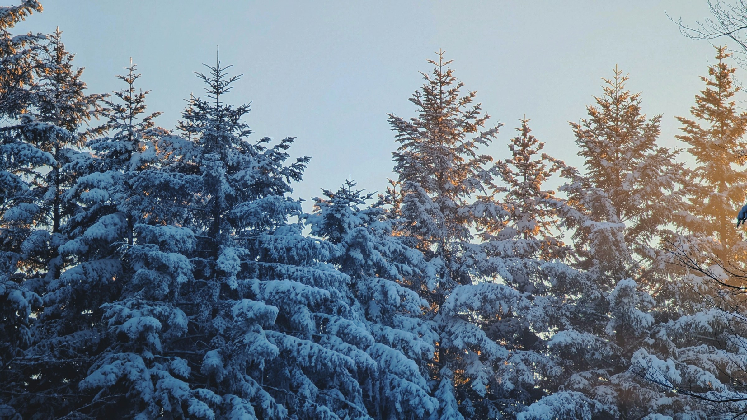 Snow-covered fir trees beneath a pale winter sky